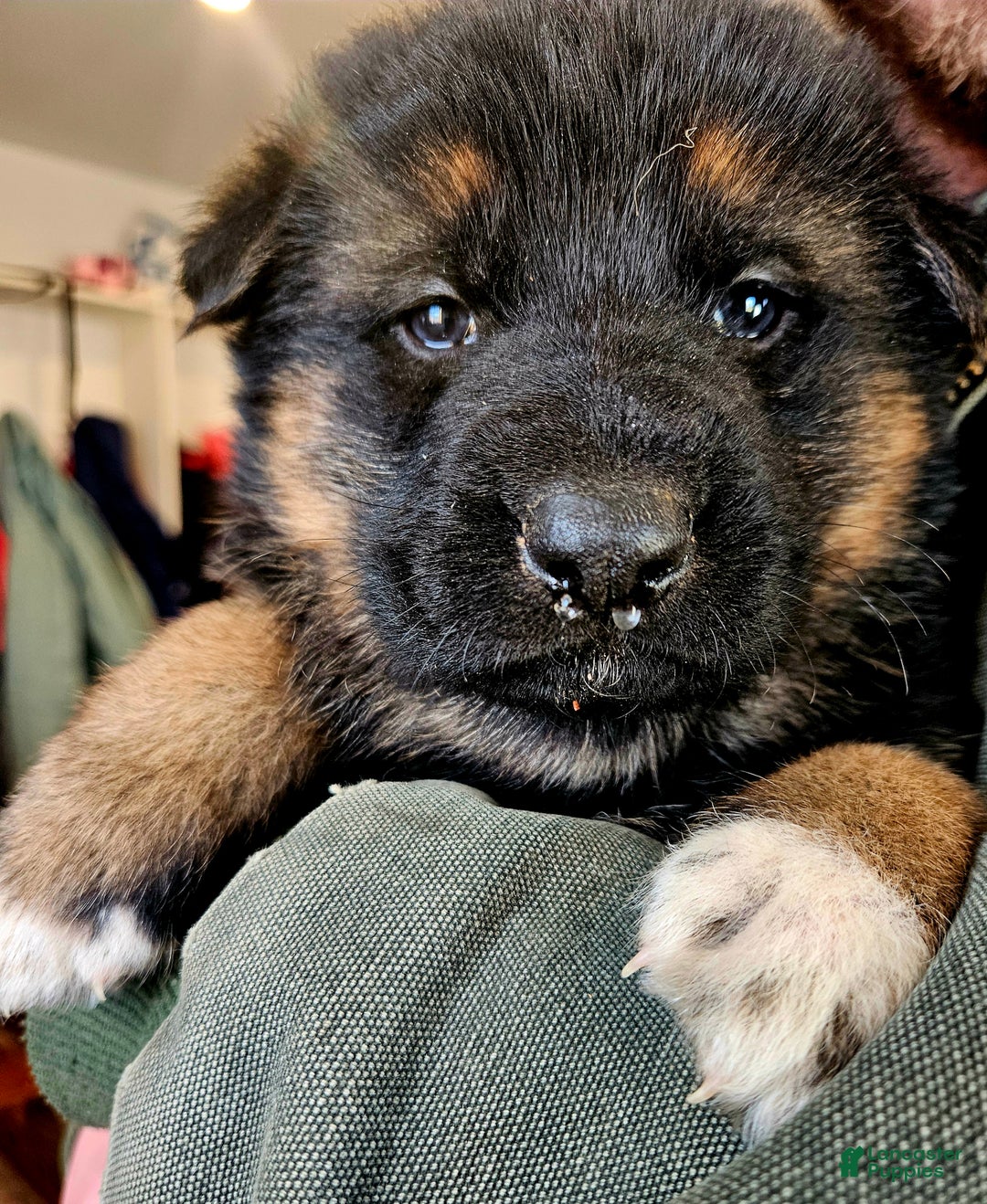 German Shepherd dogs for sale: Socks - Ad 5