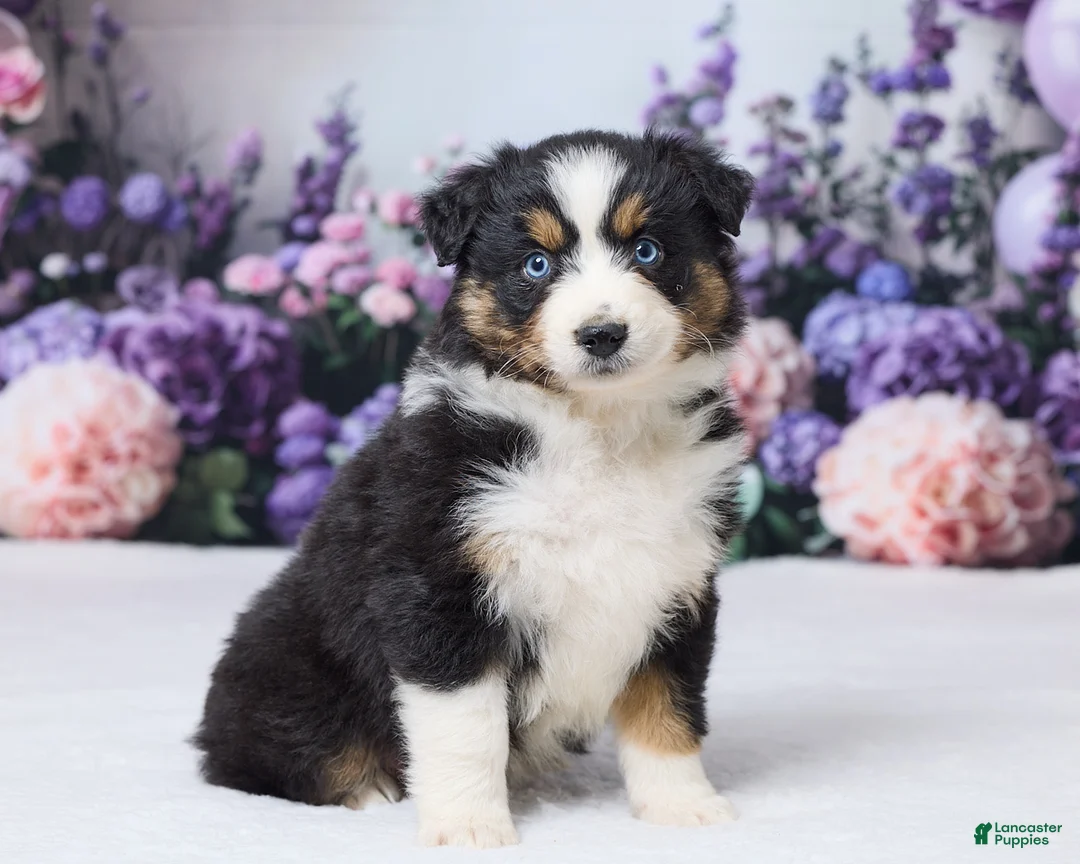 Australian Shepherd dogs for sale: Roxy - Ad 2