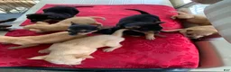 Mixed Breed dogs for sale: Mixed Breed 2 - Ad 2