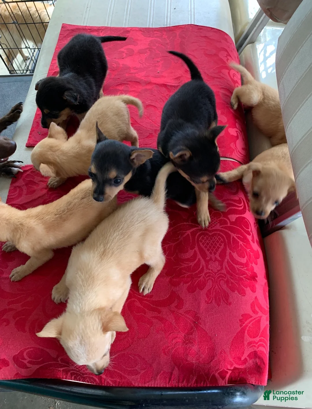 Mixed Breed dogs for sale: Mixed Breed 2 - Ad 2