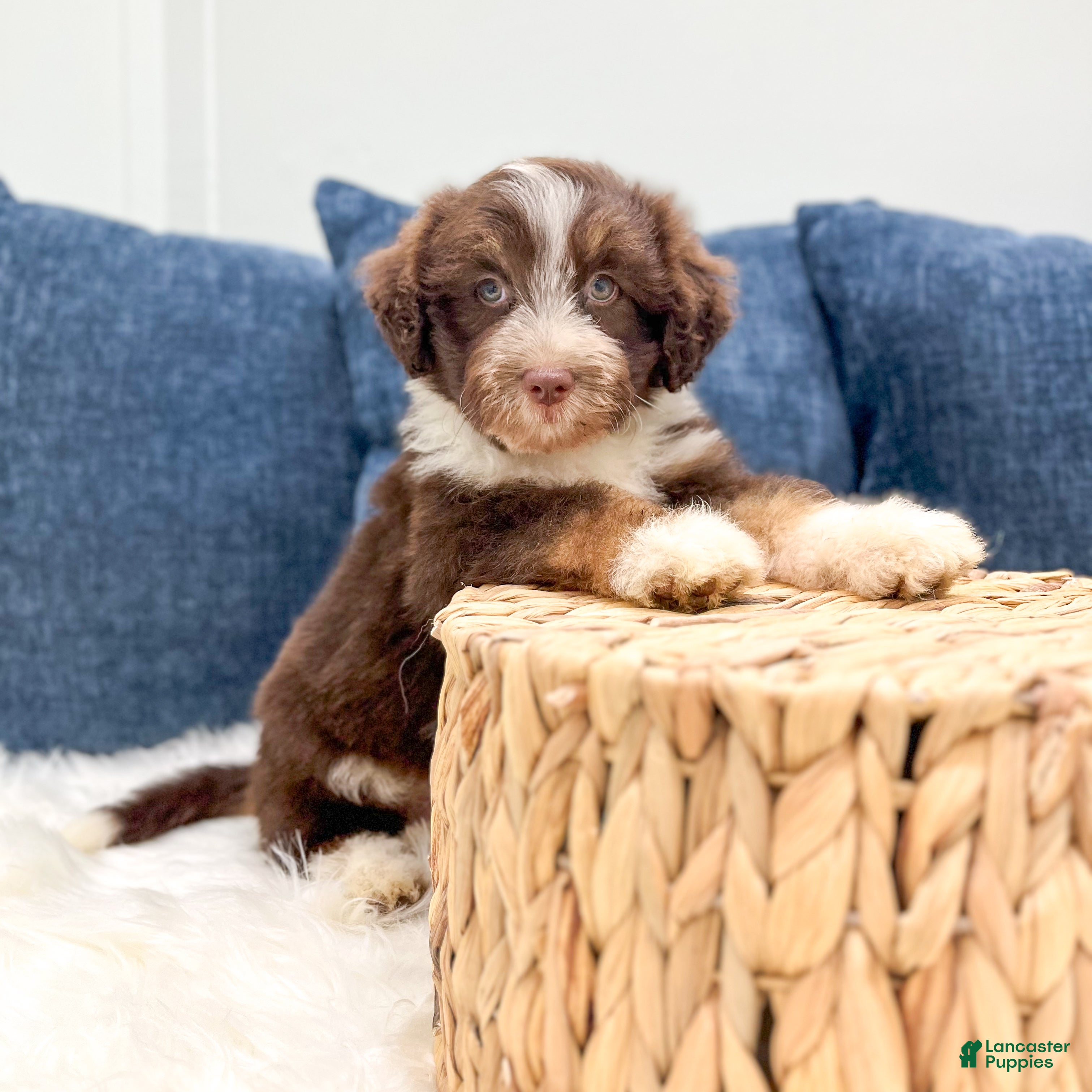 Aussiedoodle dogs Bubba - Ad 2