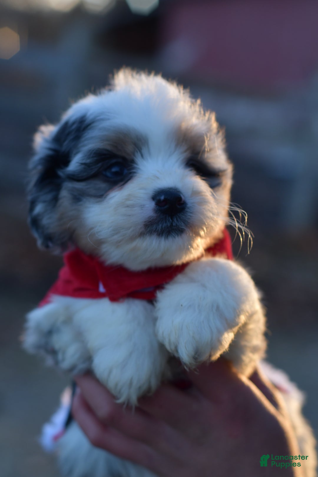 Mini Aussiedoodle dogs for sale: Cash - Ad 35