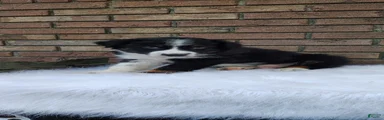 Tucker