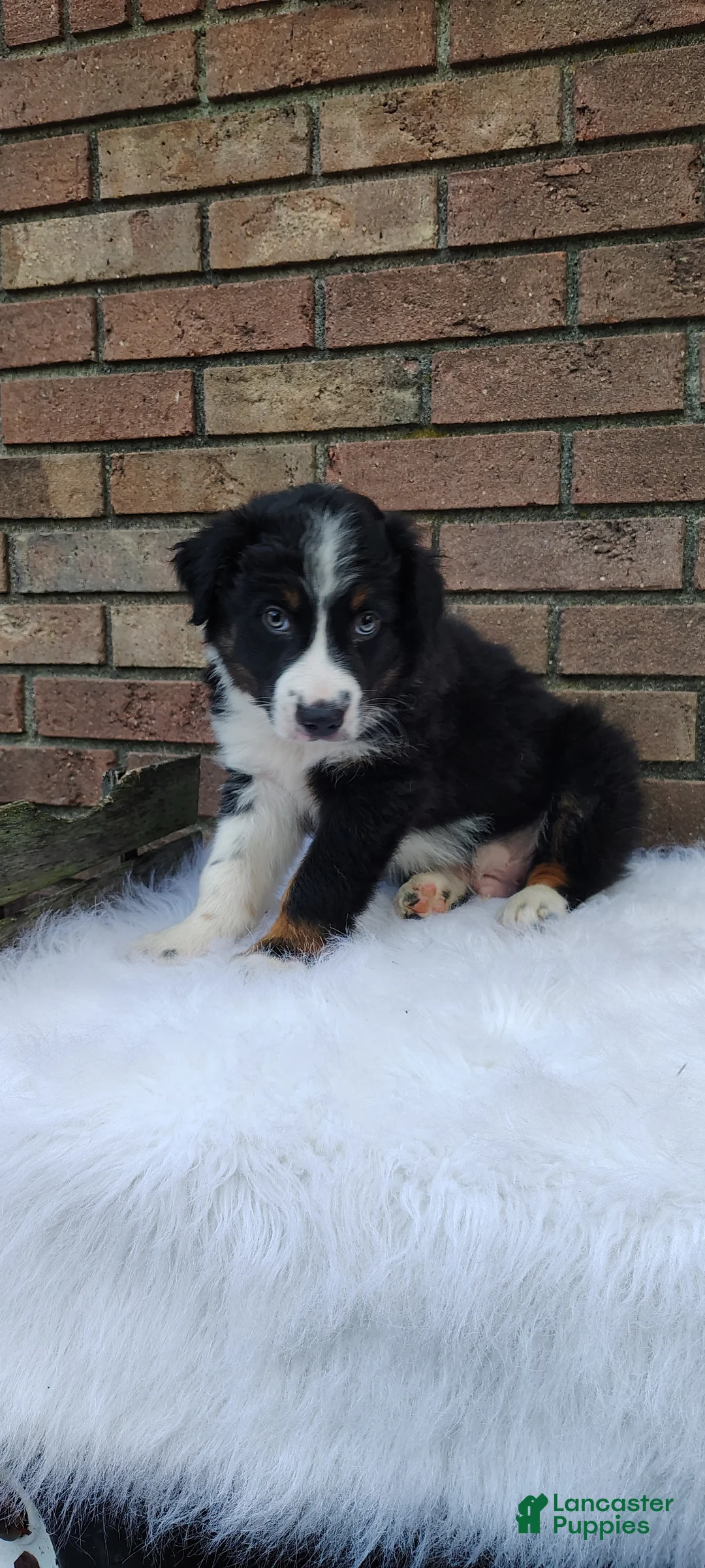 Australian Shepherd dogs for sale: Tucker - Ad 1