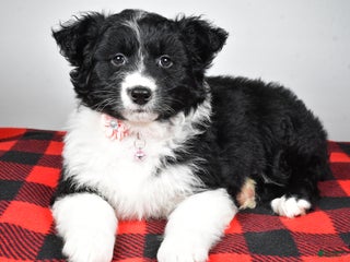 Mixed Breed dogs Patty - Ad 4