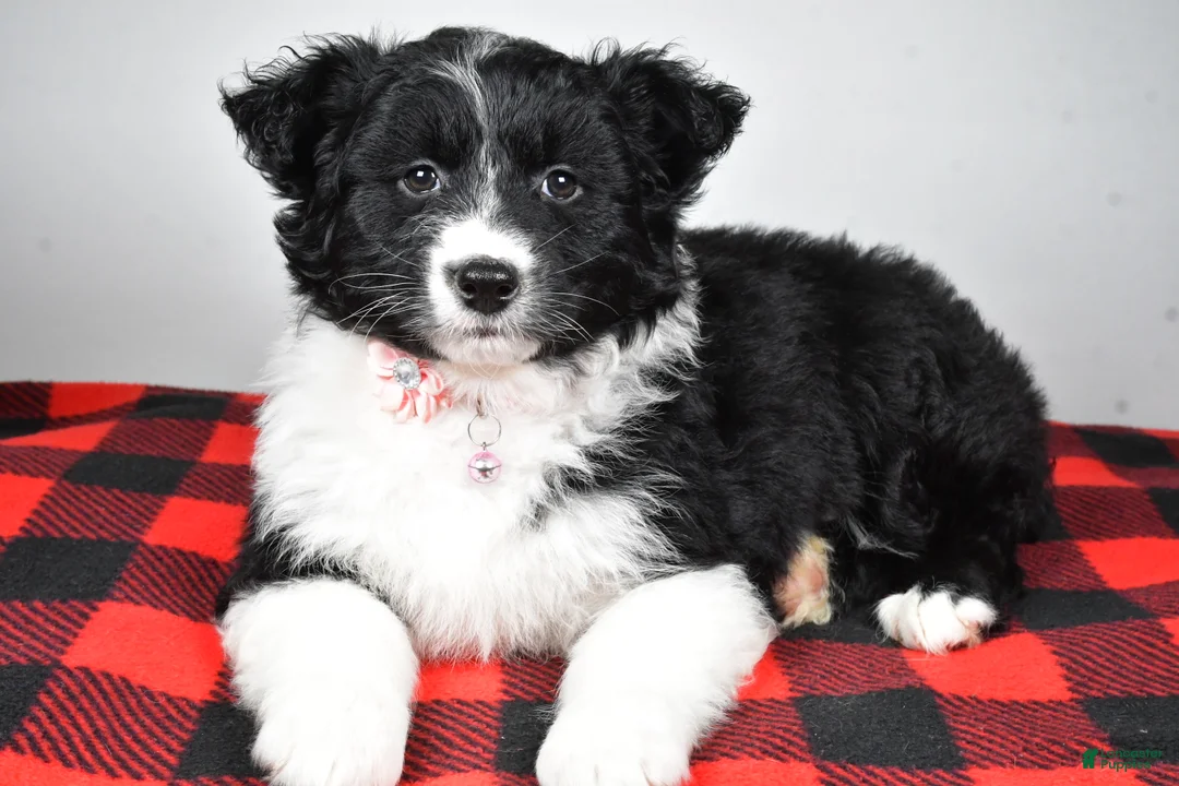 Mixed Breed dogs for sale: Patty - Ad 1