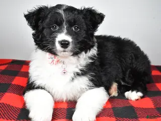 Mixed Breed dogs Patty - Ad 32