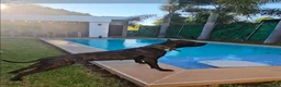 Presa Canario dogs for sale: Mr Neon  - Ad 97
