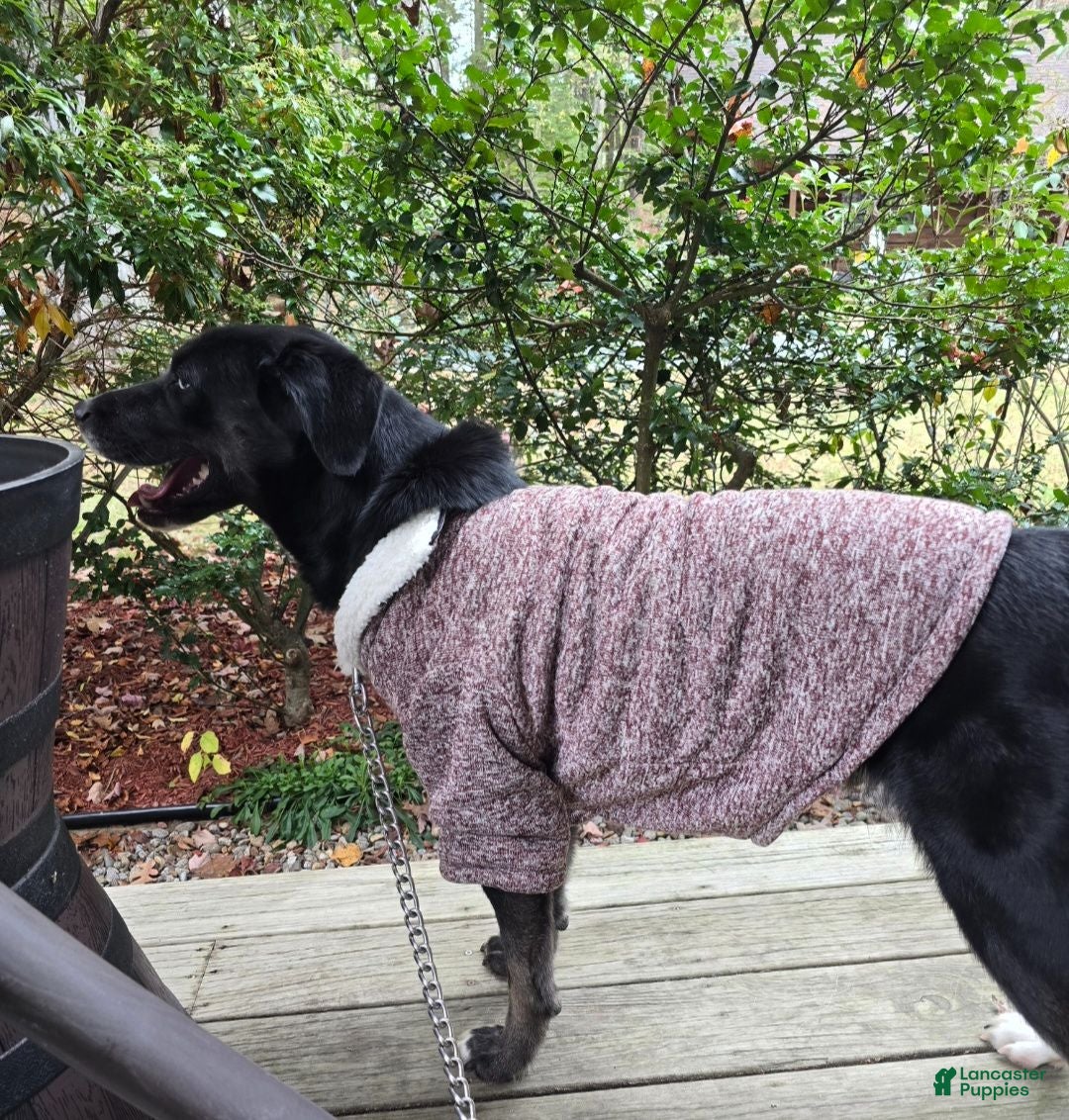 Labrador Retriever dogs Bella - Ad 37