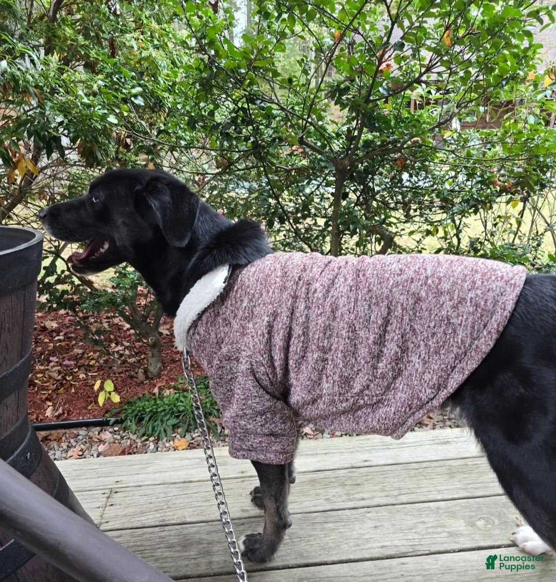 Labrador Retriever dogs for stud: Bella - Ad 1