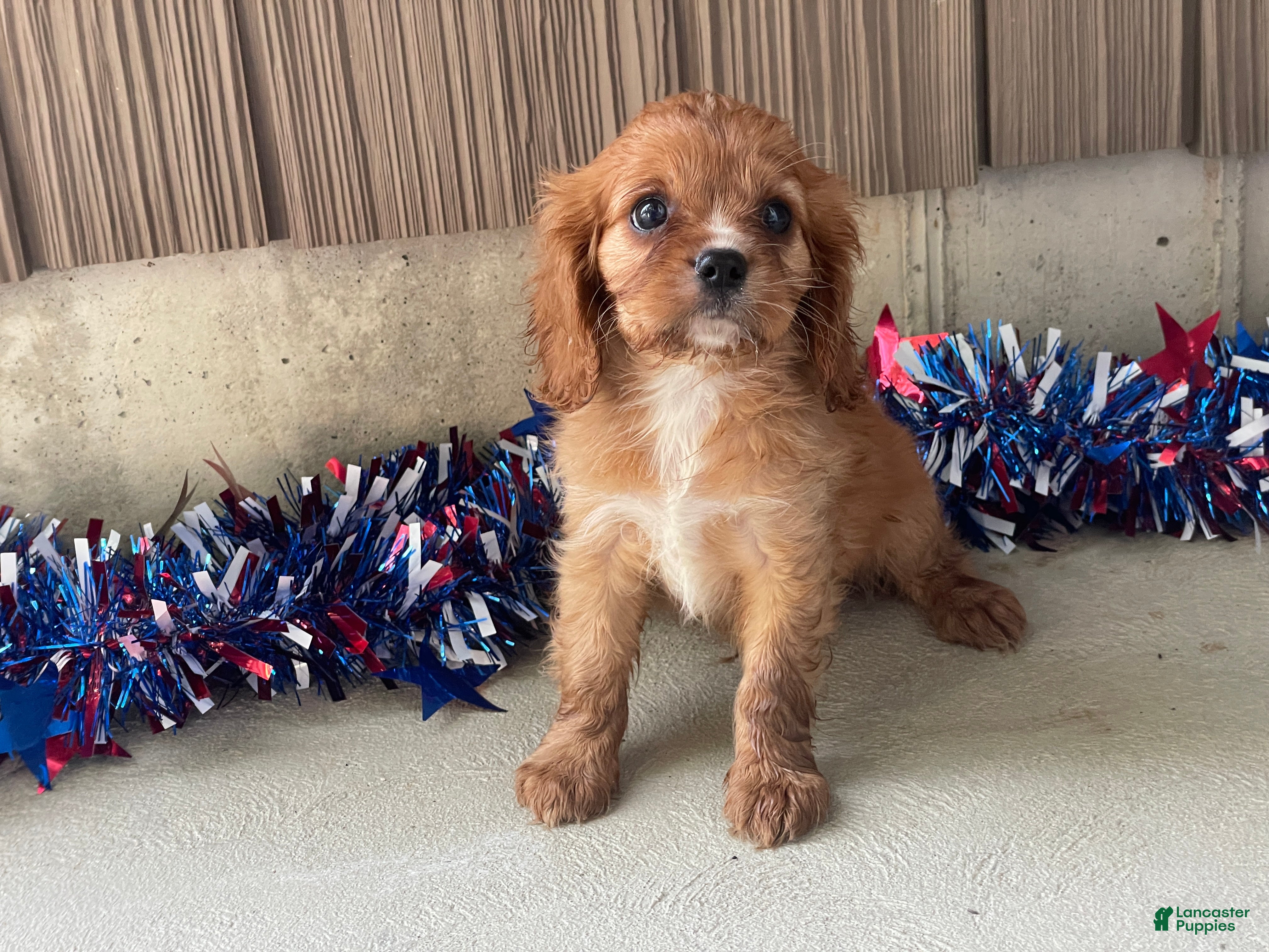Cavalier King Charles Spaniel dogs Hunter Cavalier King Charles Spaniel  - Ad 1