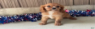 Hunter Cavalier King Charles Spaniel 