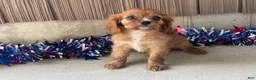 Cavalier King Charles Spaniel dogs for sale: Hunter Cavalier King Charles Spaniel  - Ad 1