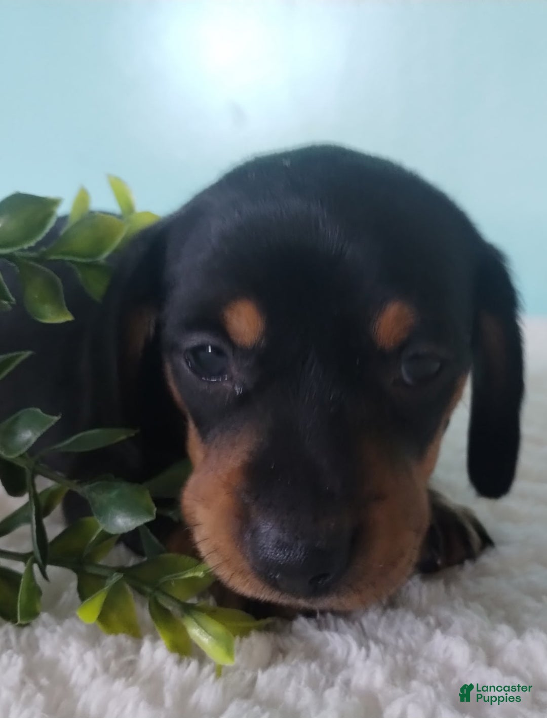 Miniature Dachshund dogs for sale: Finley - Ad 2