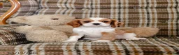 Cavalier King Charles Spaniel dogs for sale: Helen - Ad 1