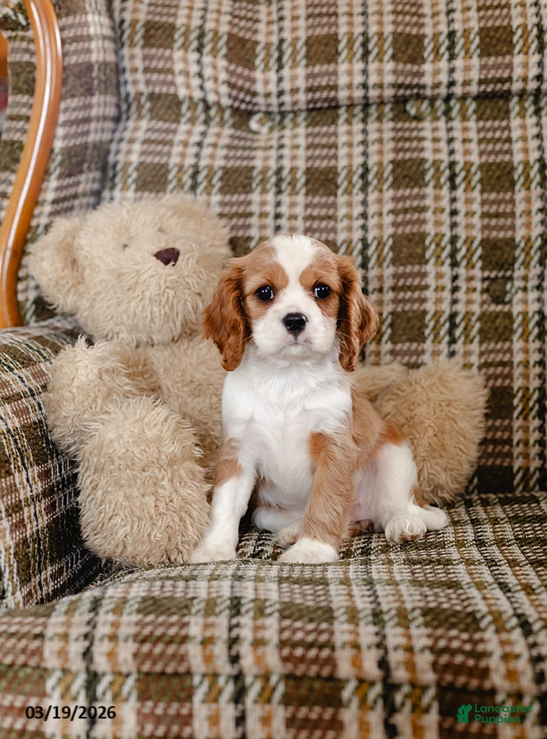 Cavalier King Charles Spaniel dogs for sale: Helen - Ad 1