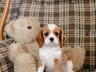 Cavalier King Charles Spaniel dogs for sale: Helen - Ad 1