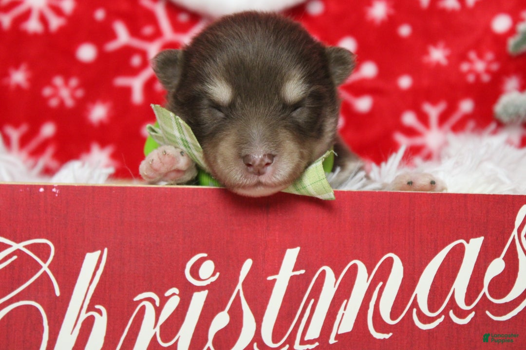 Pomsky dogs for sale: Duey  - Ad 1