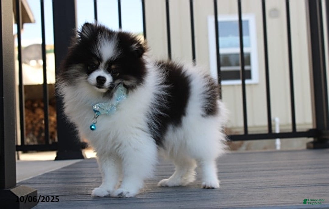 Pomeranian dogs for sale: Karter - Ad 20