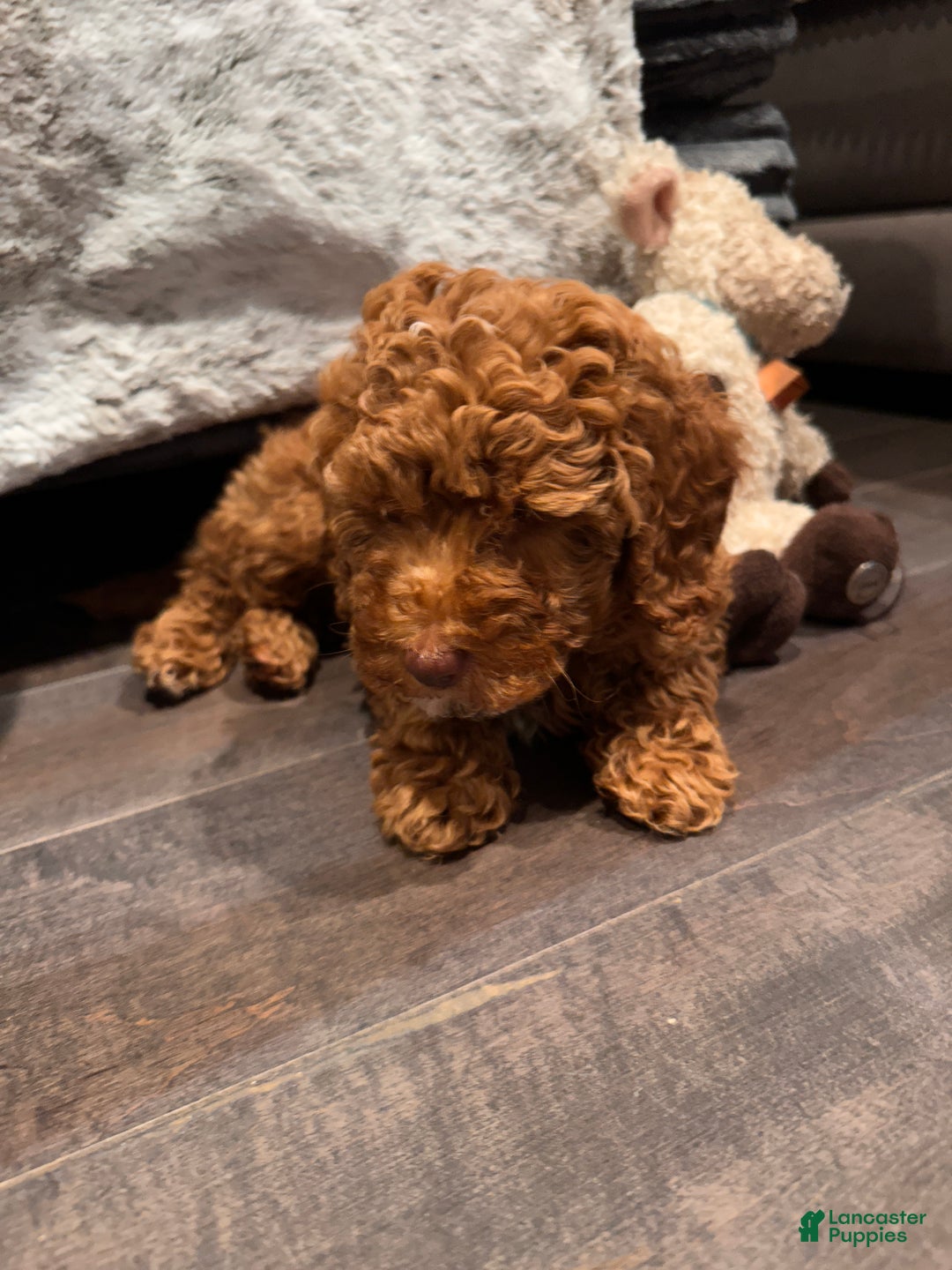 Miniature Poodle dogs for sale: Connor- Green Eyed Baby House Raised - Ad 11
