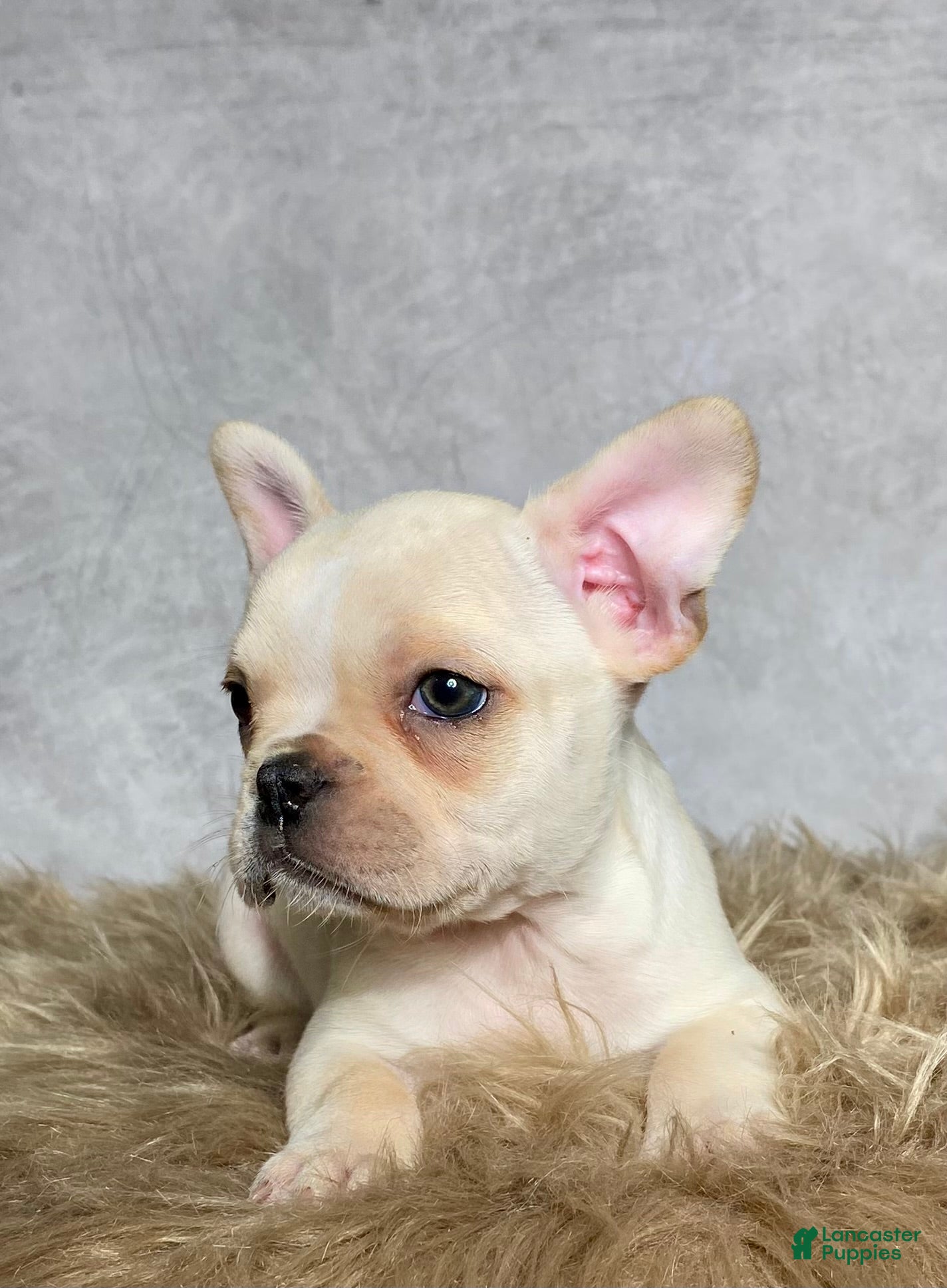 Frenchton dogs Mr. Max  - Ad 2