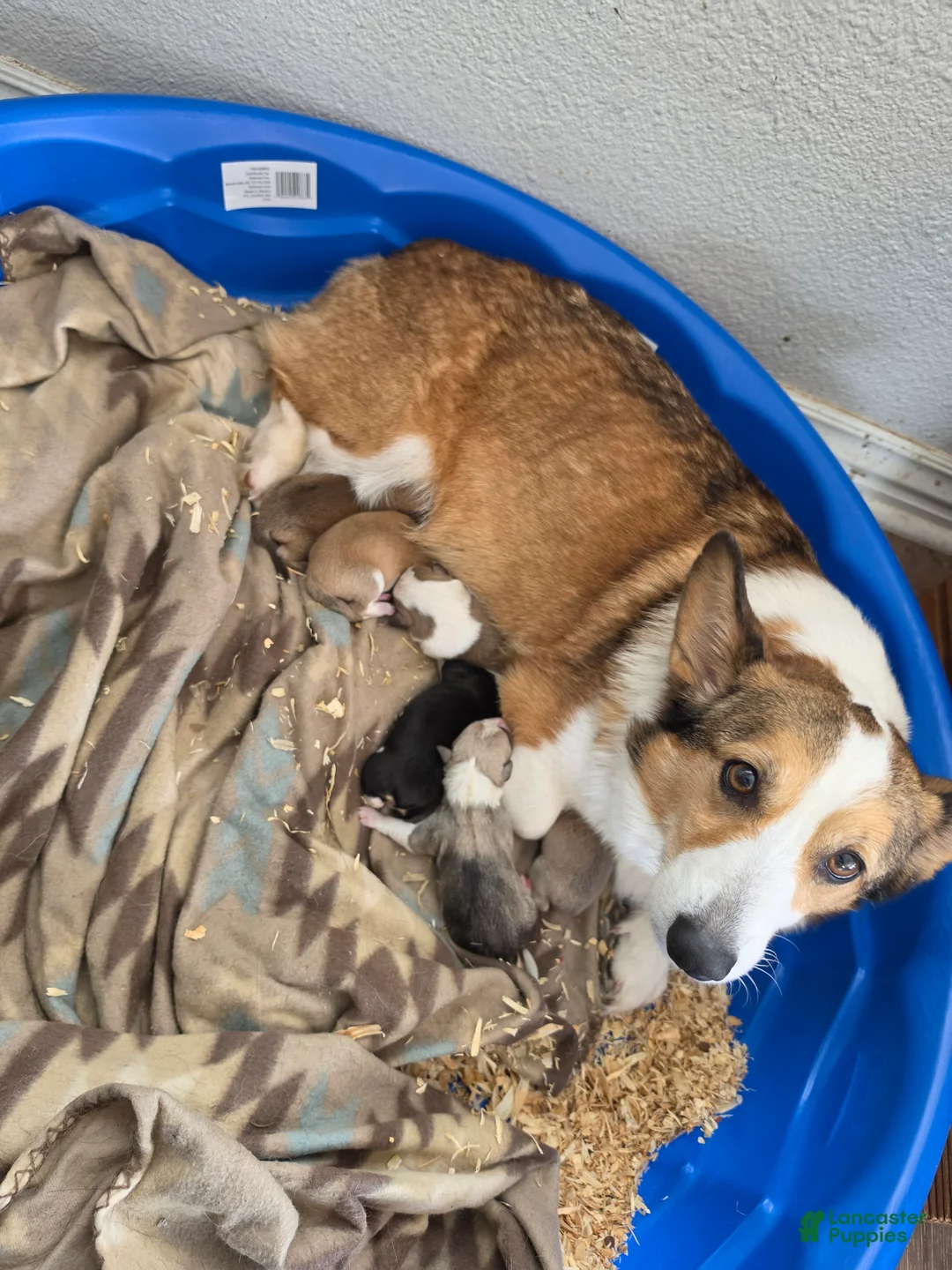Mixed Breed dogs for sale: Female - Ad 2