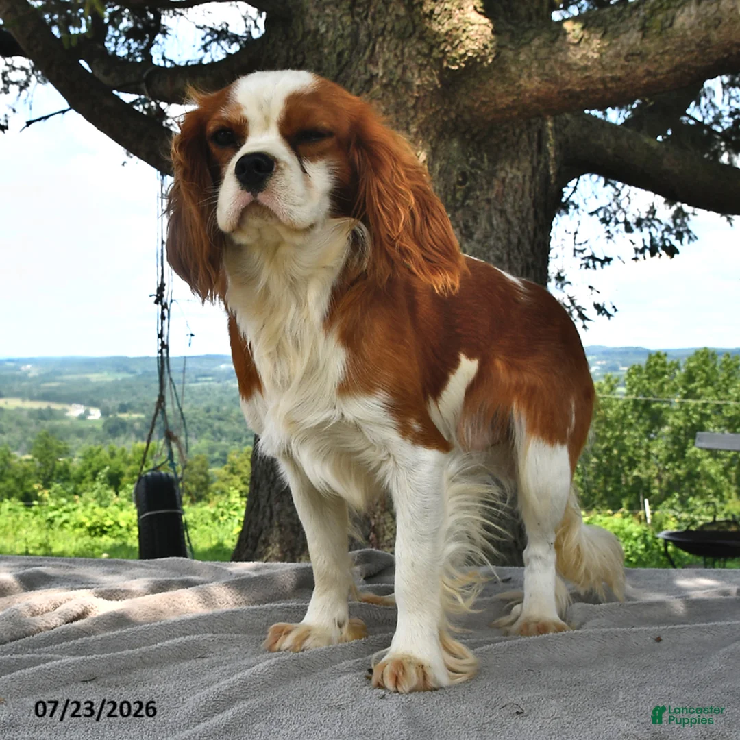Cavalier King Charles Spaniel dogs for sale: Mabel - Ad 7