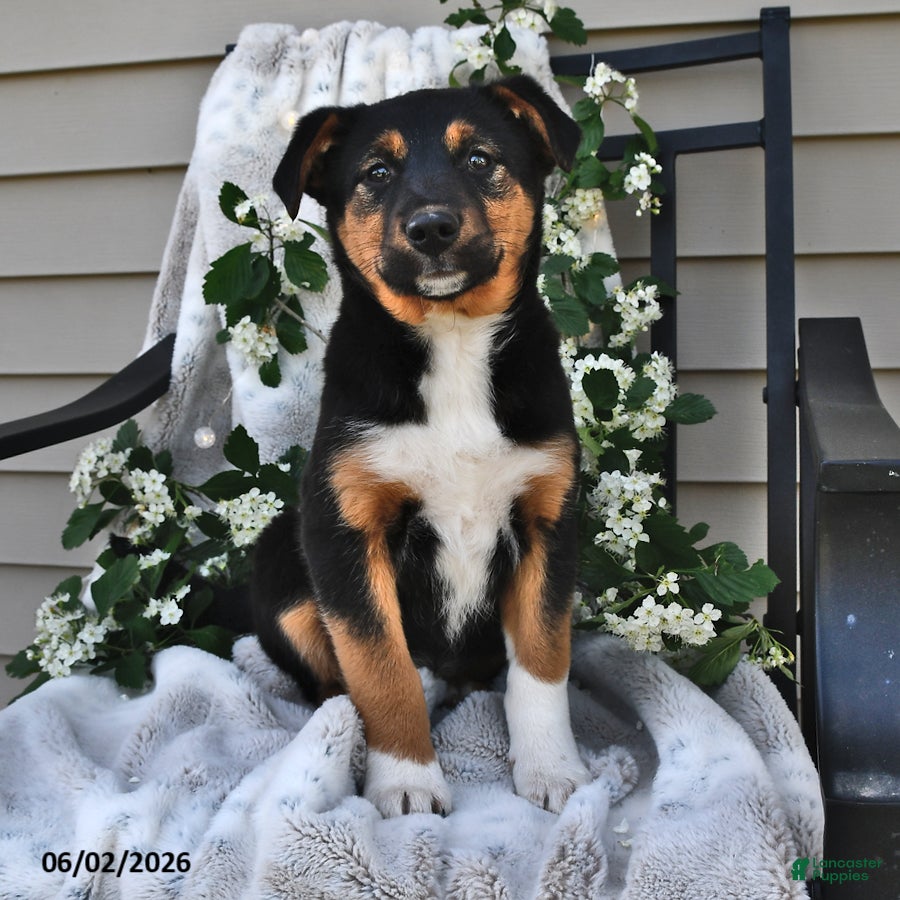 Mixed Breed dogs Hazel - Ad 2