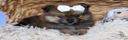 Pomeranian dogs for sale: Flynn  - Ad 4