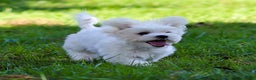 Maltese dogs for sale: Reign - Ad 6