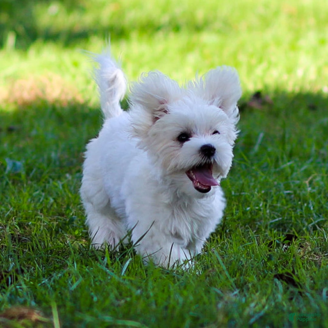 Maltese dogs for sale: Reign - Ad 6