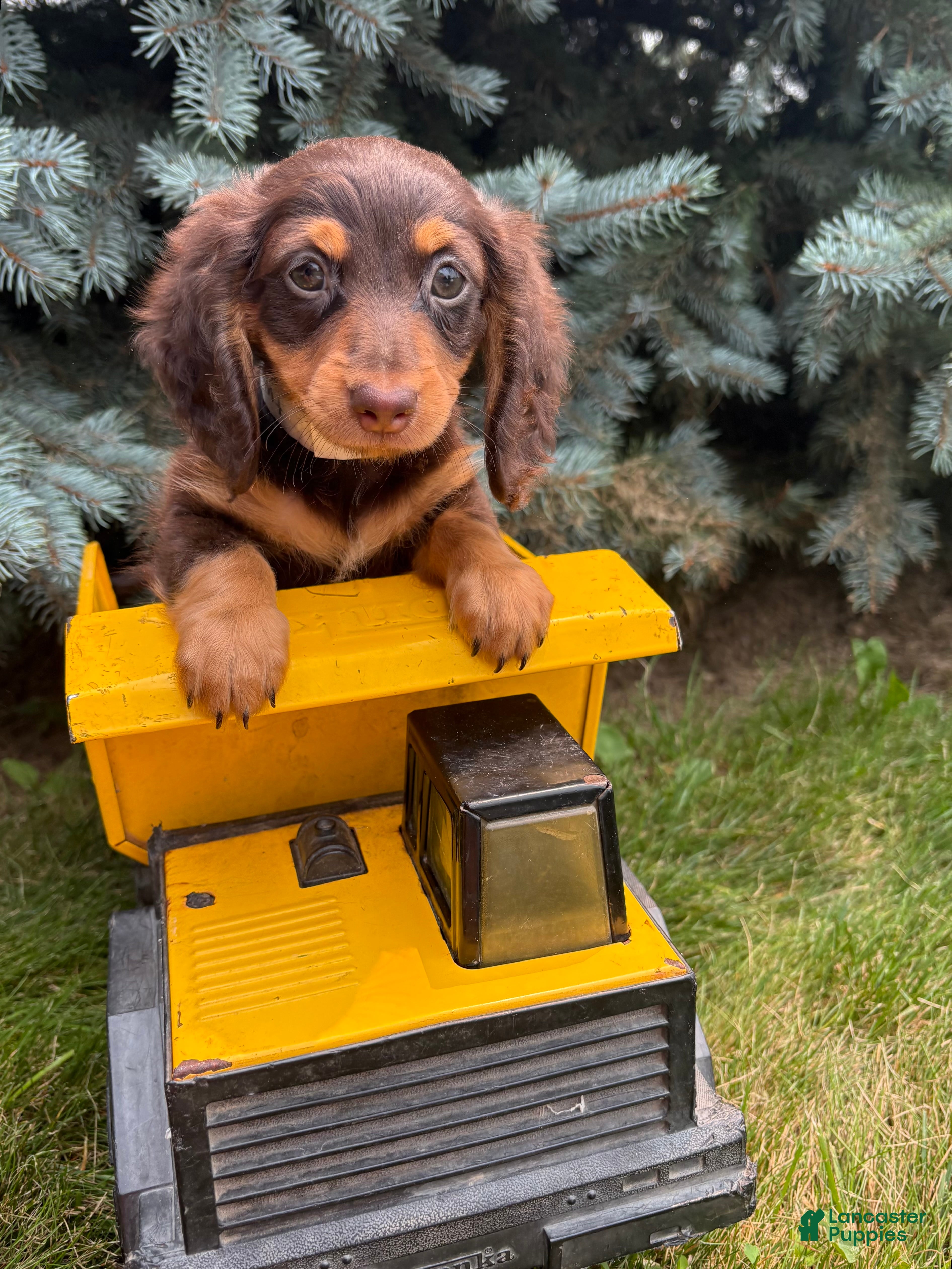 Dachshund dogs Ollie - Ad 2