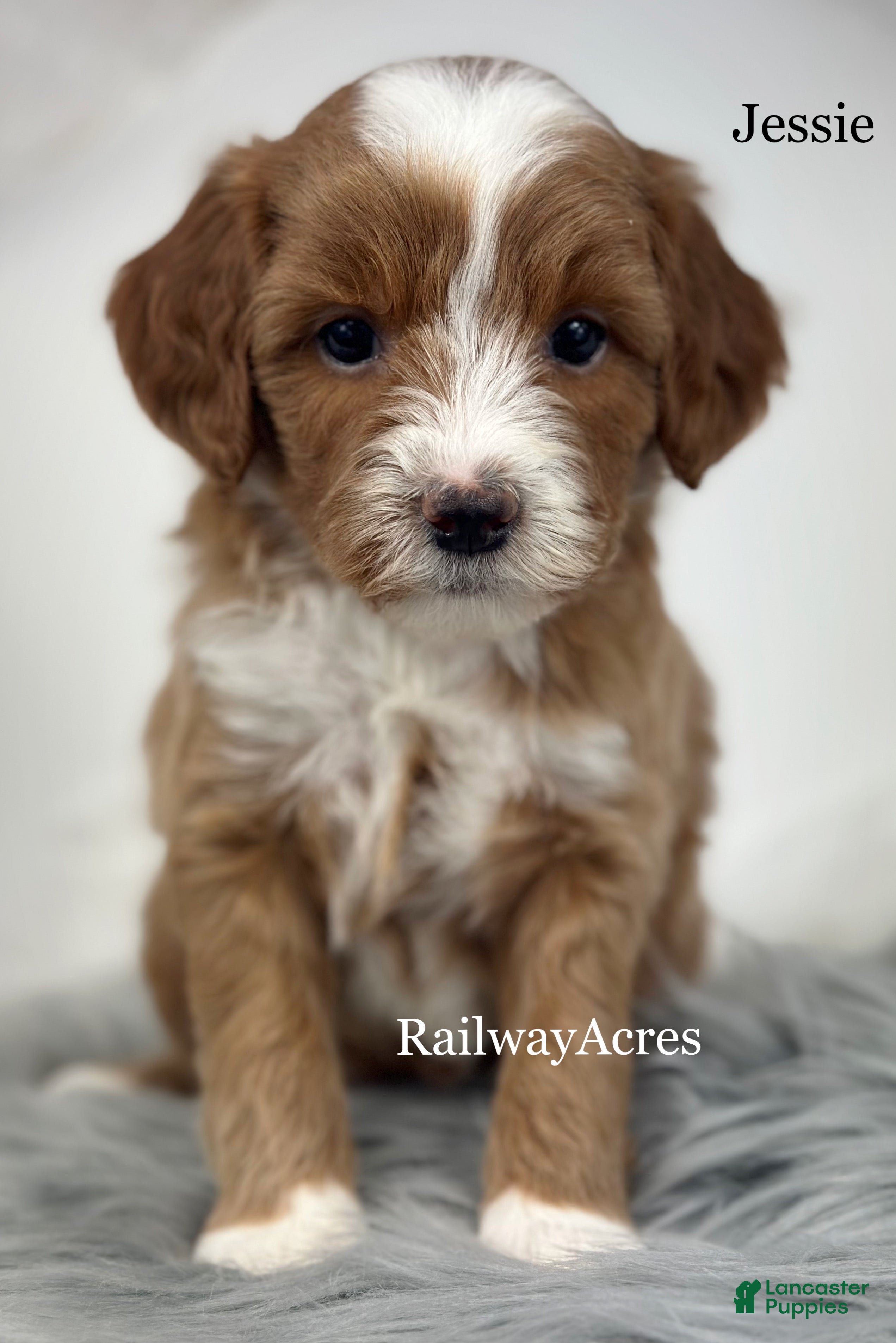 Mixed Breed dogs Jessie - Ad 21