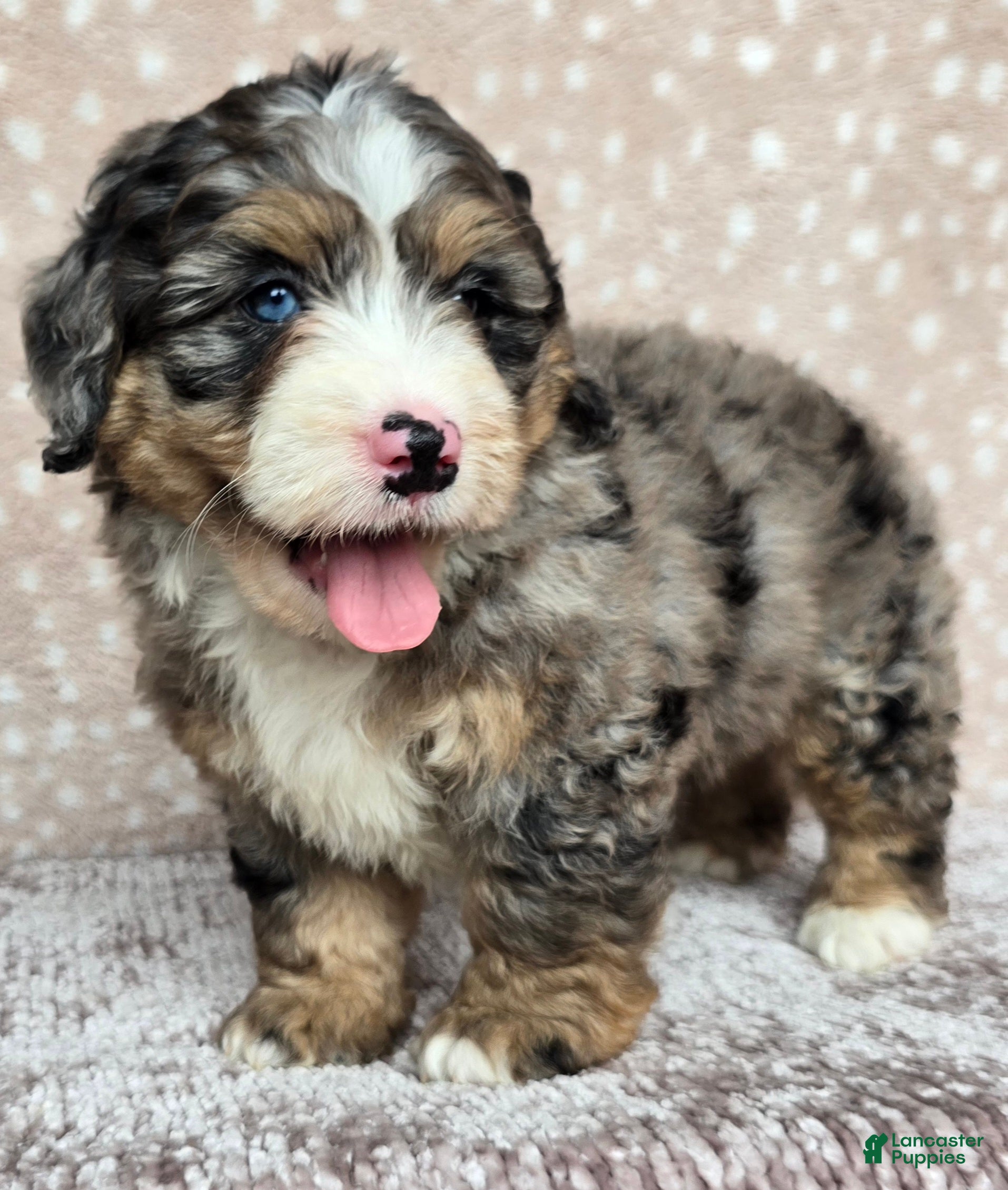 Mini Bernedoodle dogs Mini Bella - Ad 1