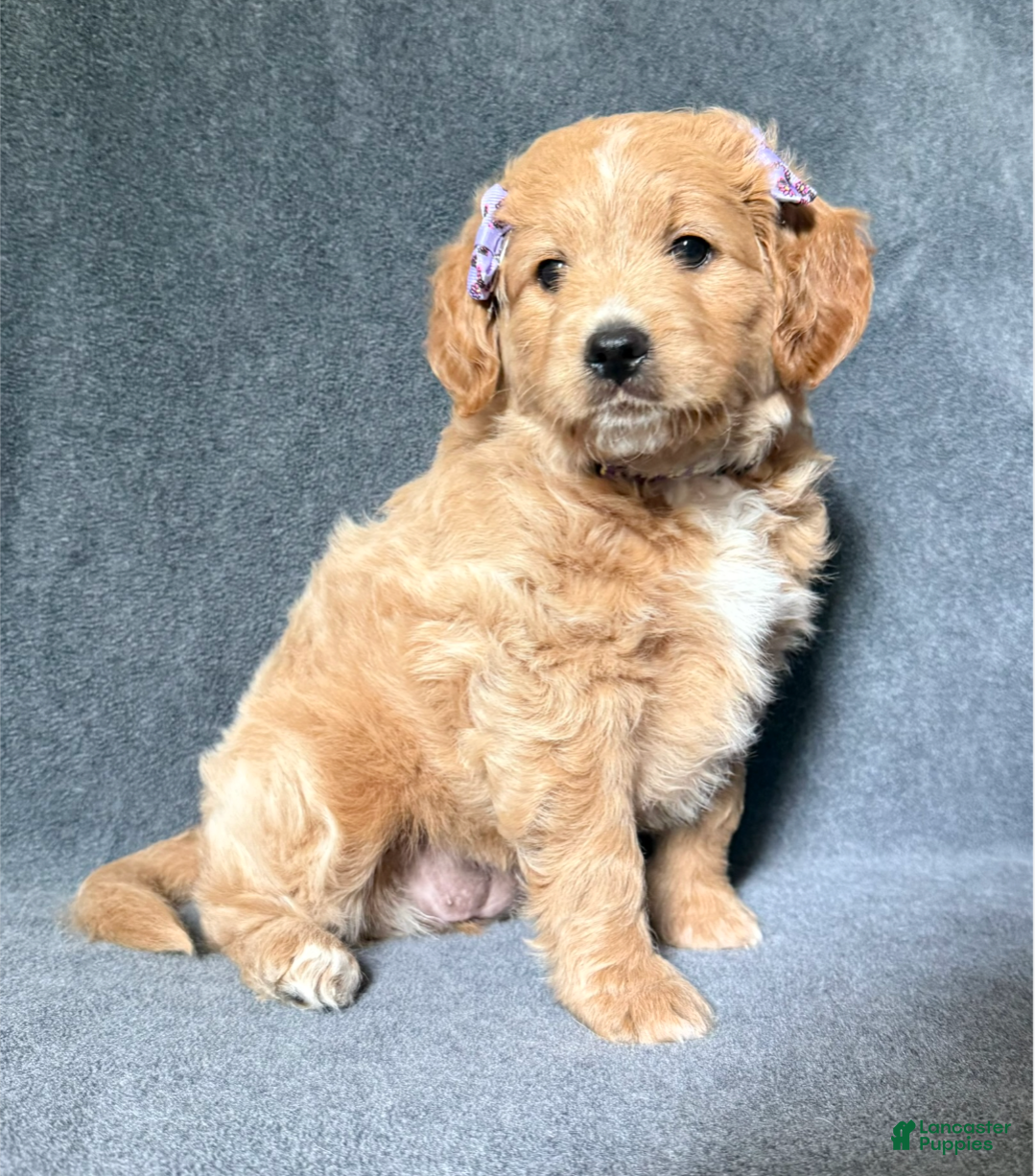 Mini Goldendoodle dogs Mini Goldendoodle 2 - Ad 1