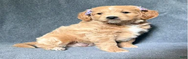 Mini Goldendoodle 2