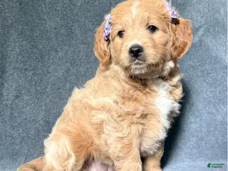 Mini Goldendoodle dogs for sale: Mini Goldendoodle 2 - Ad 1