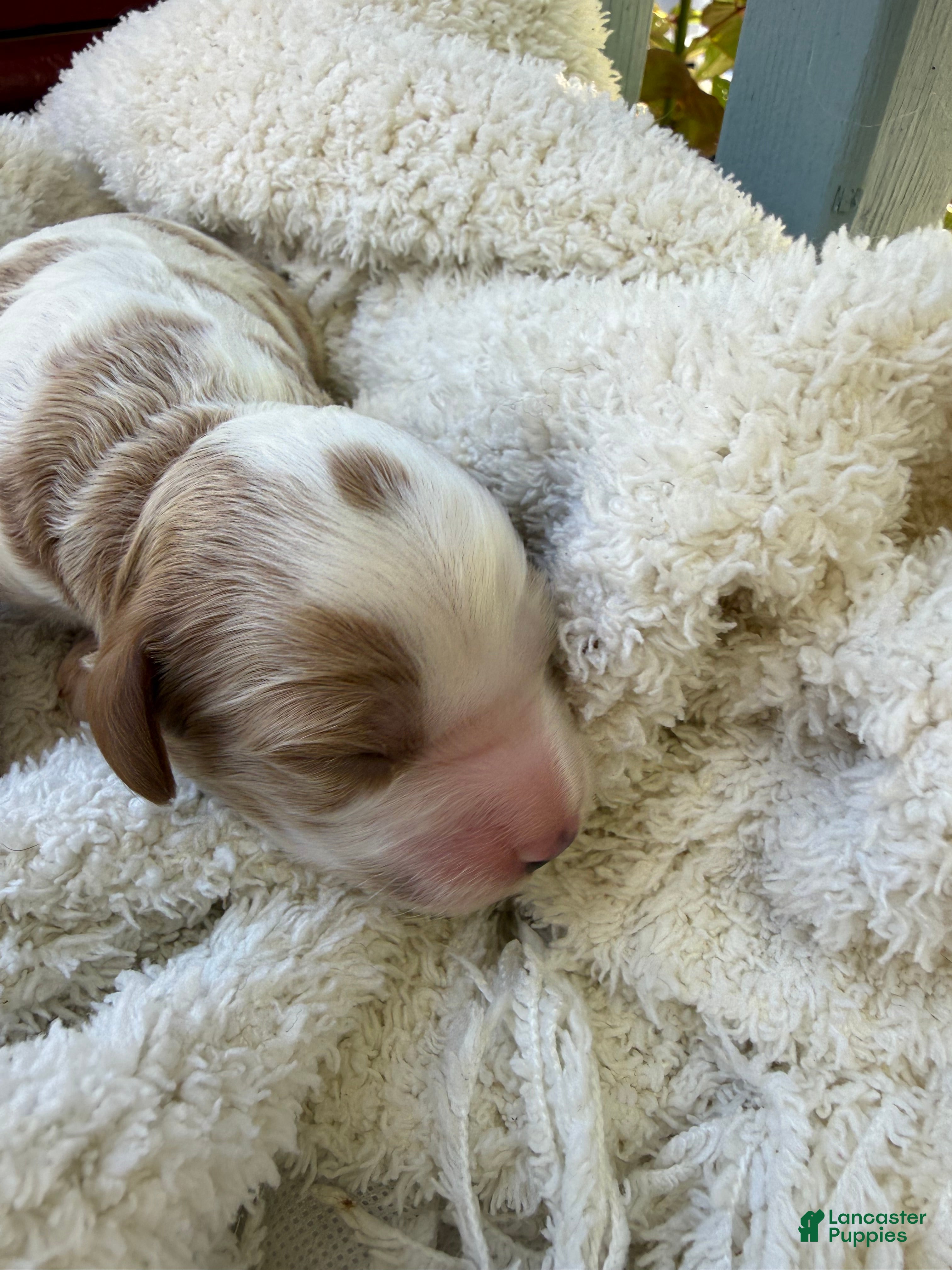 Cavapoo dogs Leo - Ad 2