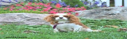 Cavalier King Charles Spaniel dogs for sale: Trixie - Ad 6