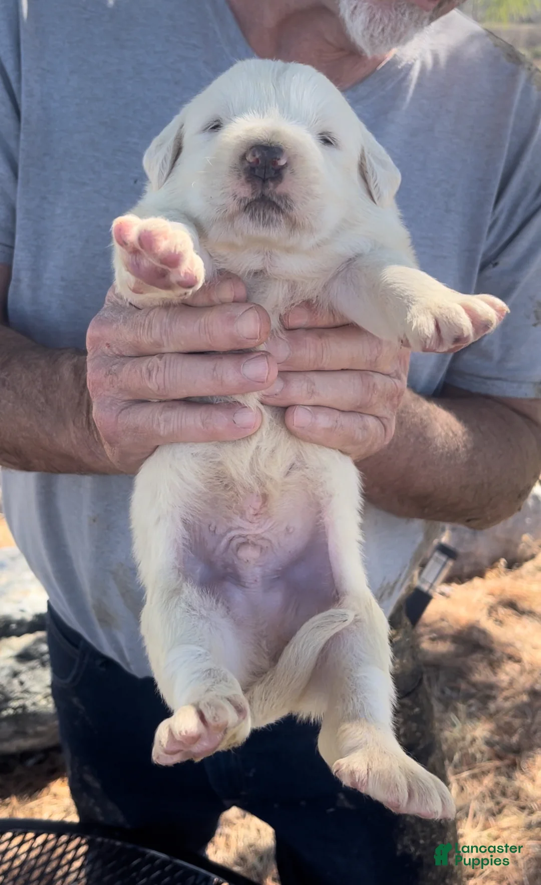 Mixed Breed dogs for sale: Mixed Breed Puppy 1 - Ad 2