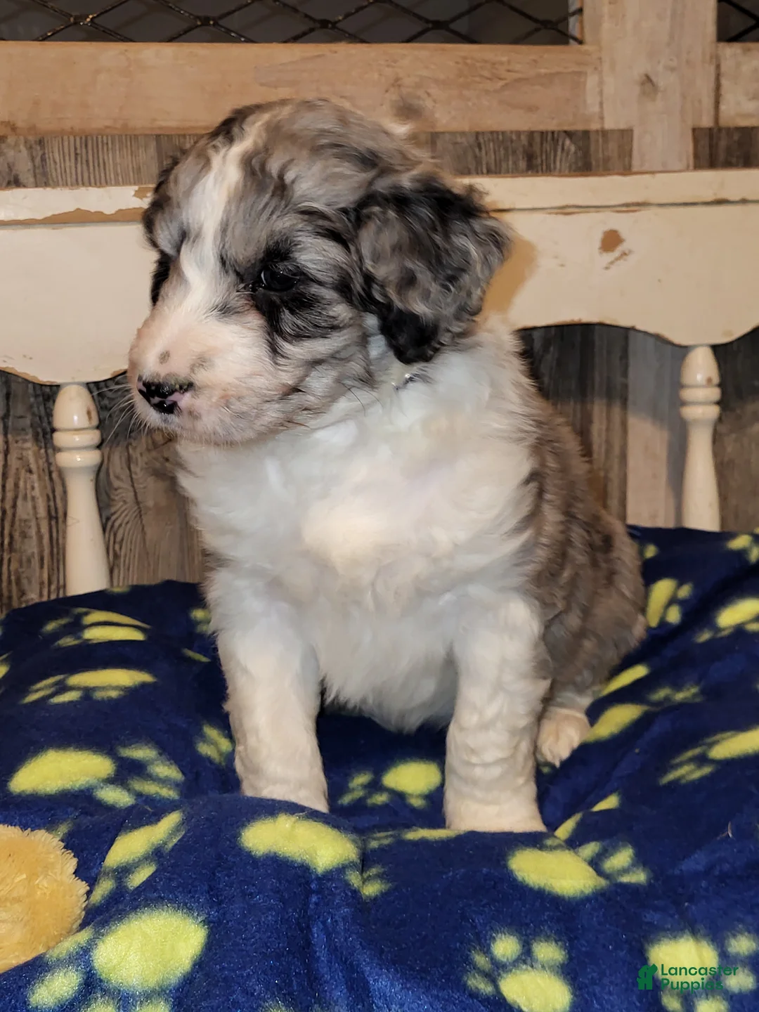 Aussiedoodle dogs for sale: Aussiedoodle Puppy 2 - Ad 1