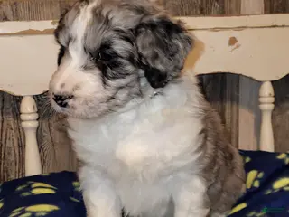 Aussiedoodle dogs for sale: Aussiedoodle Puppy 2 - Ad 2