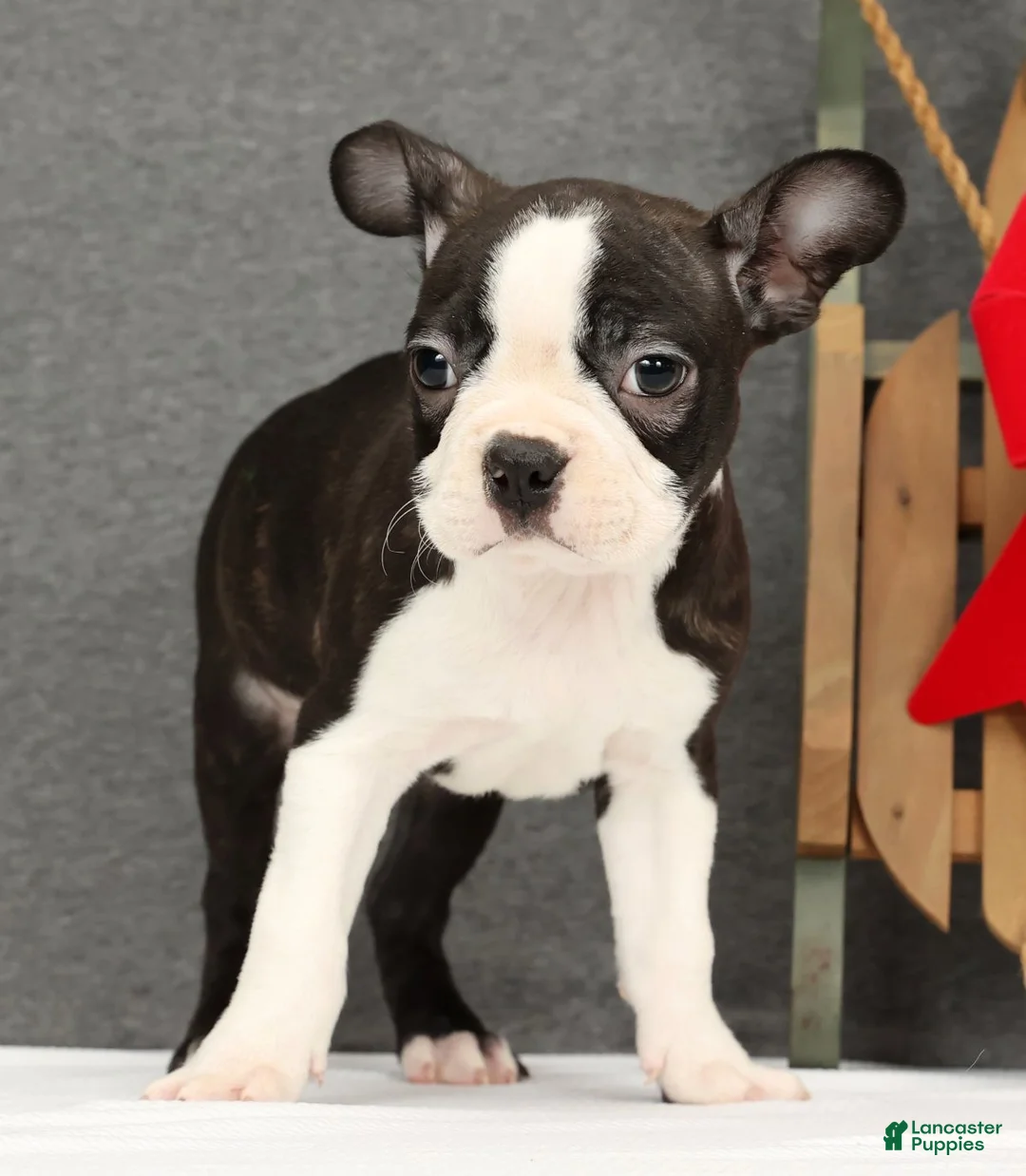 Boston Terrier dogs for sale: Flash - Ad 2