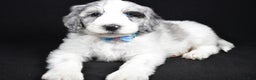 Sheepadoodle dogs for sale: Myles - Ad 2