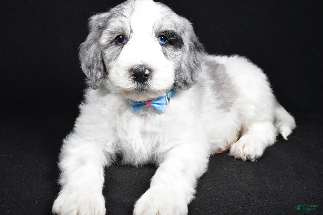 Sheepadoodle dogs for sale: Myles - Ad 2