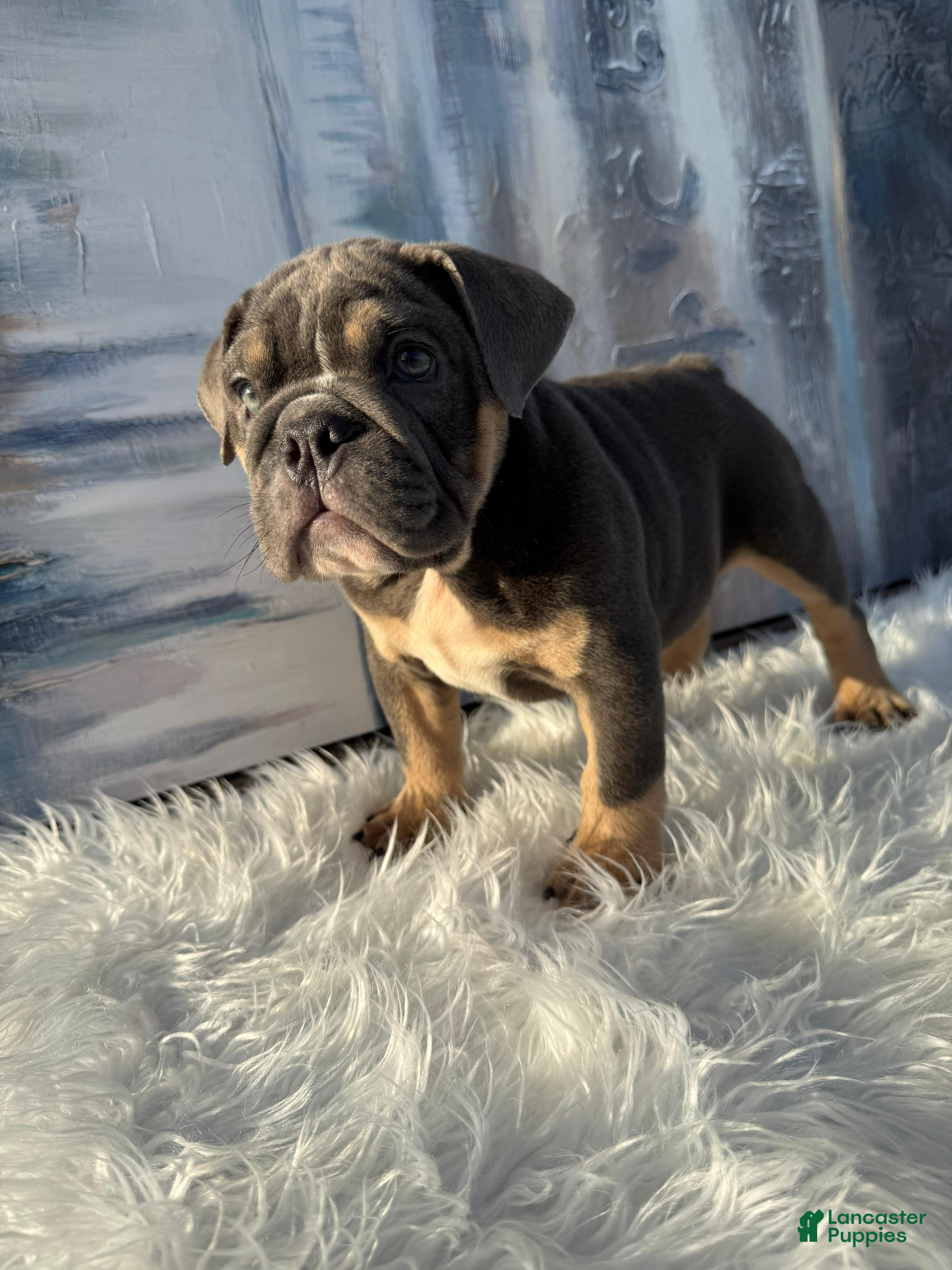 English Bulldog dogs Smokey - Ad 1