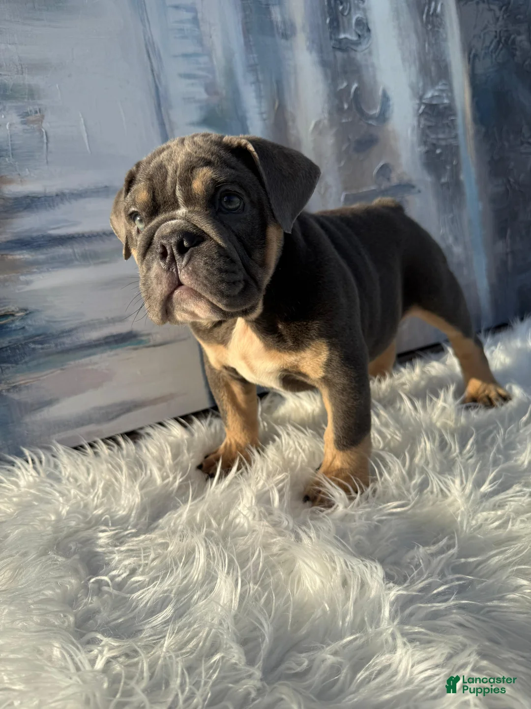 English Bulldog dogs for sale: Smokey - Ad 1