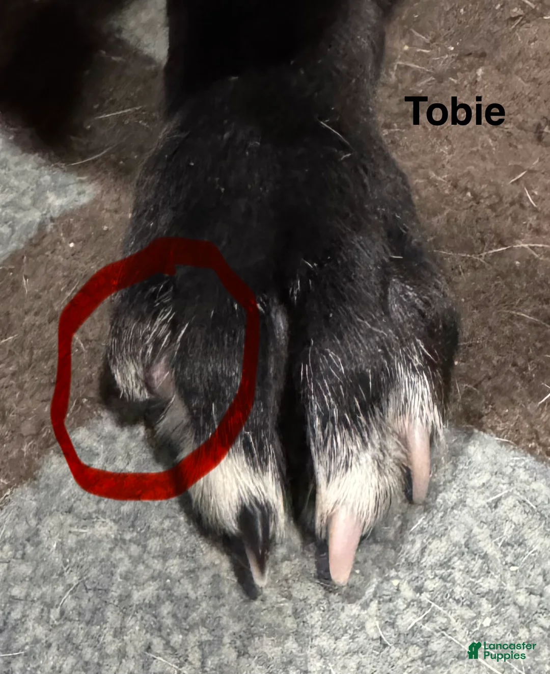 Great Dane dogs for sale: Tobie - Ad 15