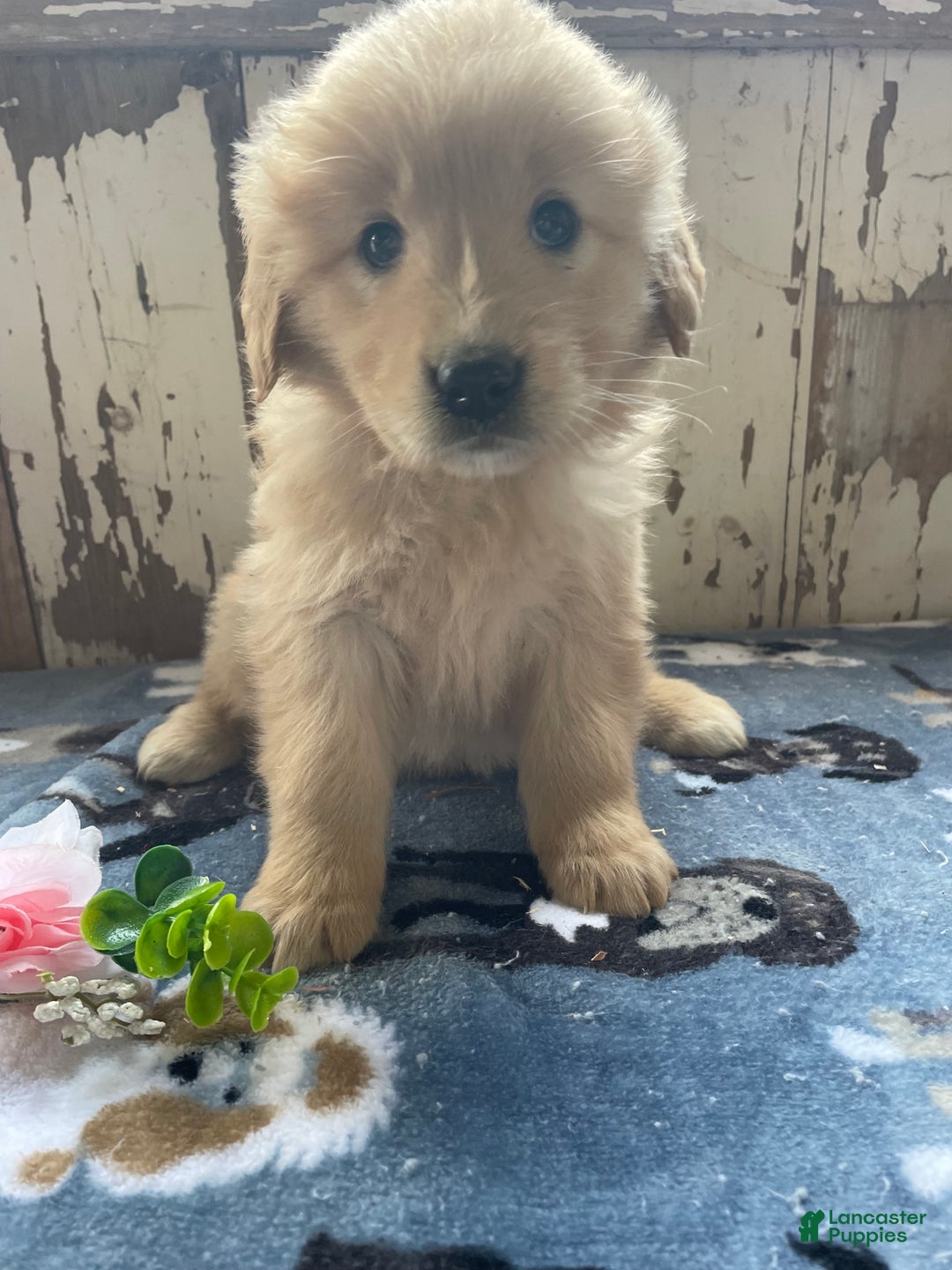 Mixed Breed dogs for sale: Stormy - Ad 3