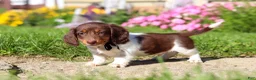 Dachshund dogs for sale: Chase - Ad 3